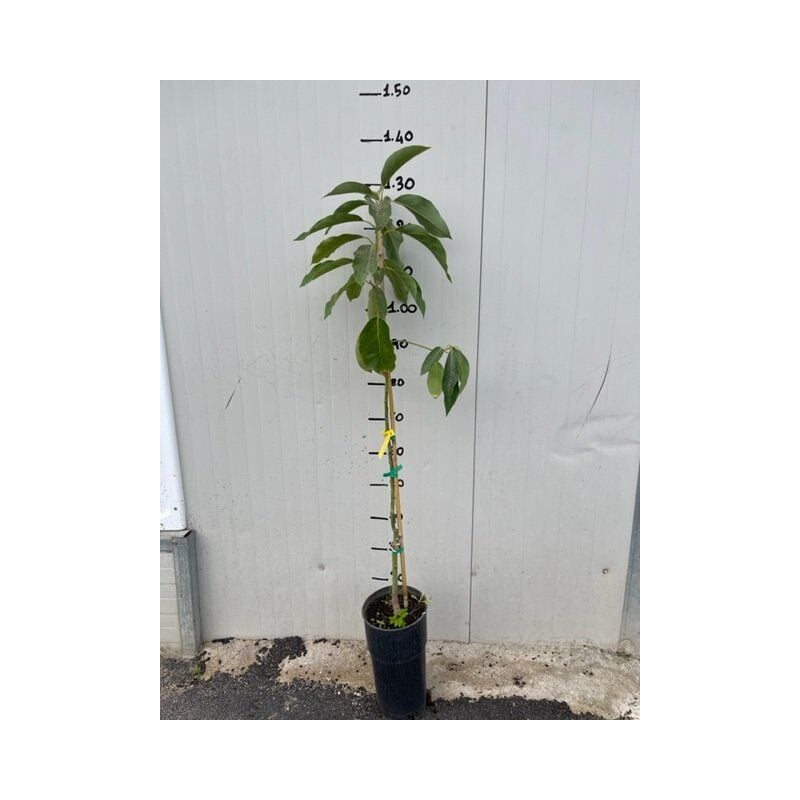 foto del prodotto vivaio garden forest pianta di persea americana pinkerton , foto reali h 140cm