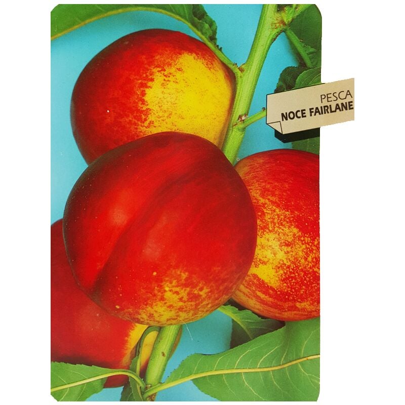 foto del prodotto vivaio garden forest pianta di pesco noce prunus persica var. nucipersica polpa gialla, molto soda pesconoce