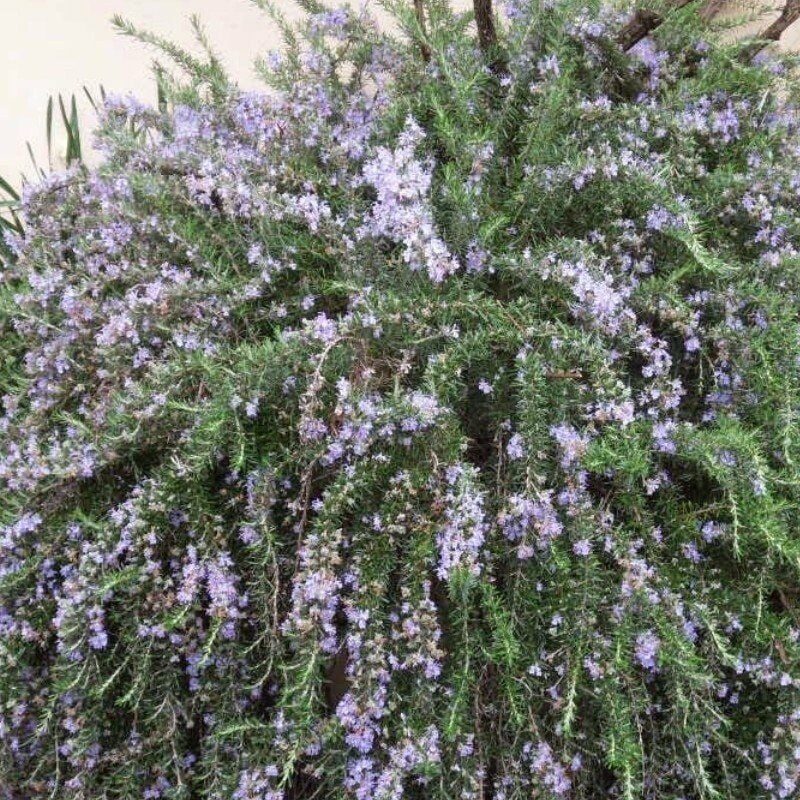 foto del prodotto vivaio garden forest pianta di rosmarino prostrato vaso 14cm