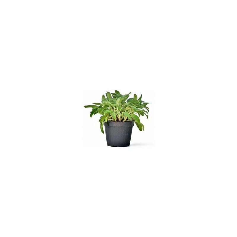 foto del prodotto vivaio garden forest pianta di salvia vaso 14cm pianta aromatica