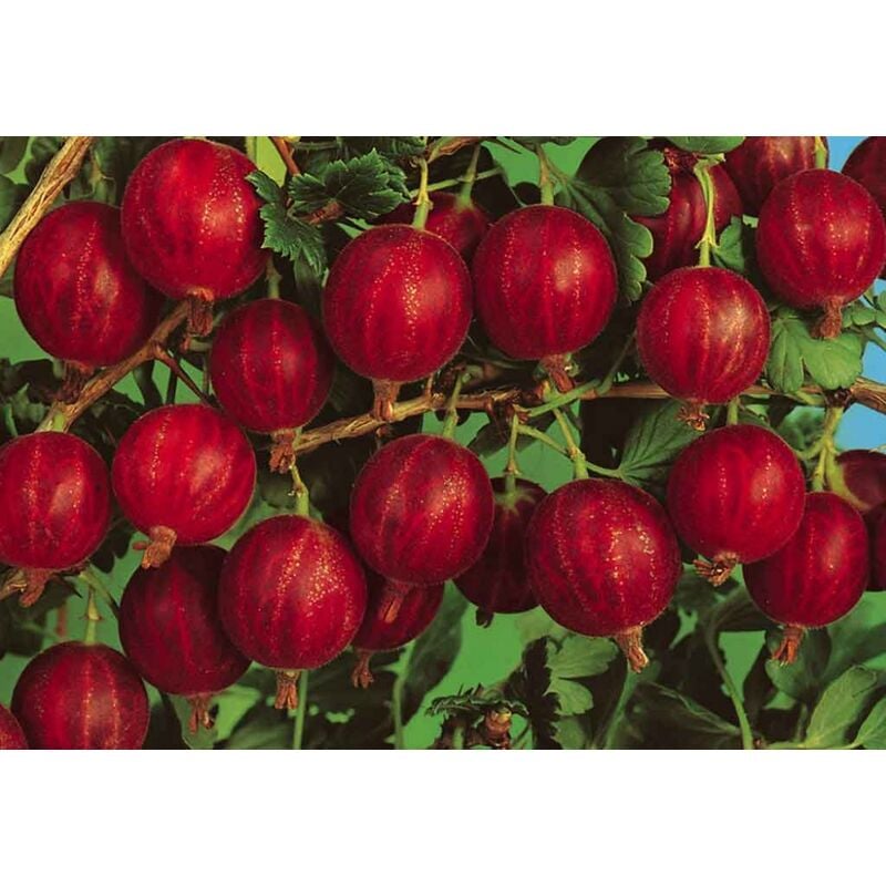 foto del prodotto vivaio garden forest pianta di uva spina rossa vaso 18 cm foto reali frutti di bosco vaso 18cm