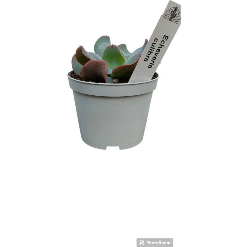 foto del prodotto vivaio garden forest pianta echeveria culibra, foto reali