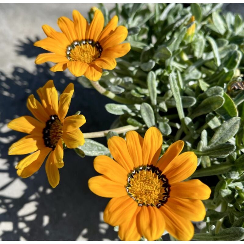 foto del prodotto vivaio garden forest pianta gazania marittima, vaso 18 foto reali colore arancio