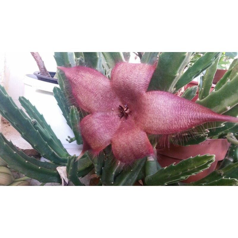 foto del prodotto vivaio garden forest pianta grassa stapelia grandiflora in absket 19 cm foto reali