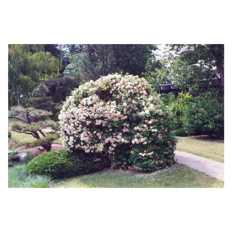 foto del prodotto vivaio garden forest pianta palla di neve viburnum opulus pallon di maggio foto reali vaso 18cm