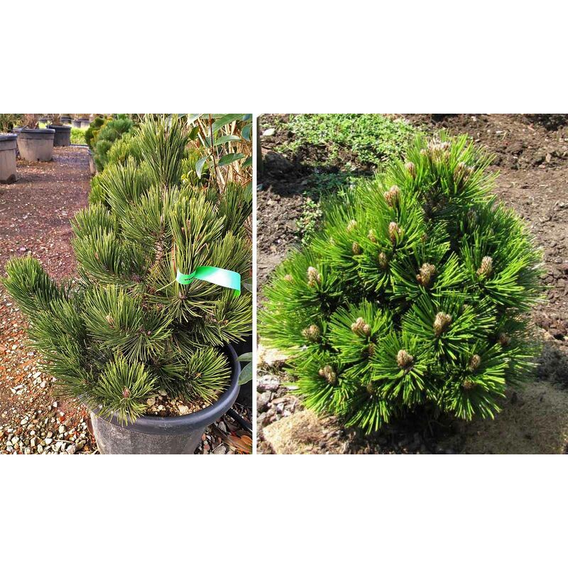 foto del prodotto vivaio garden forest pianta pinus heldreichii compact gem pino nano foto reali