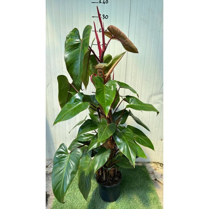foto del prodotto vivaio garden forest - piante philodendron emerald red, h110 vaso 20, foto reali