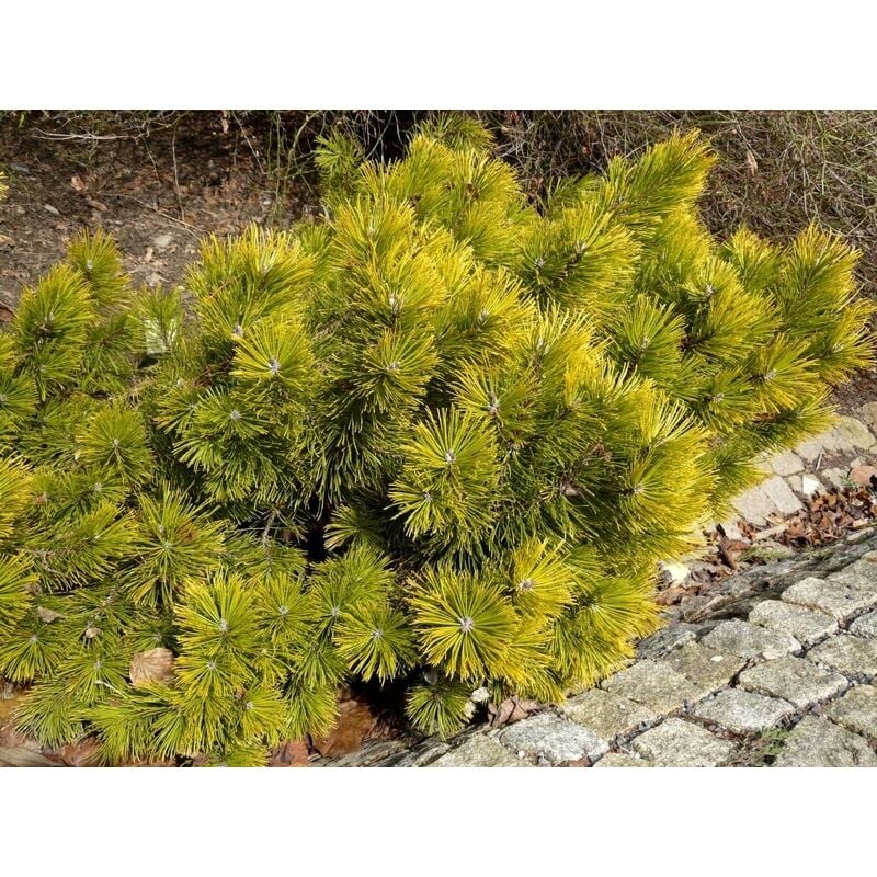 foto del prodotto vivaio garden forest pinus mugo carstens winter gold pianta alberello mini albero conifera nana