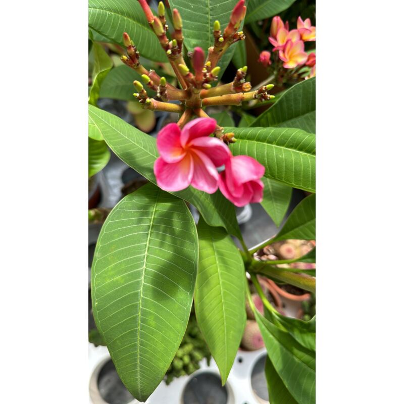 foto del prodotto vivaio garden forest plumeria synchronicity, frangipane, h 60cm, foto reali