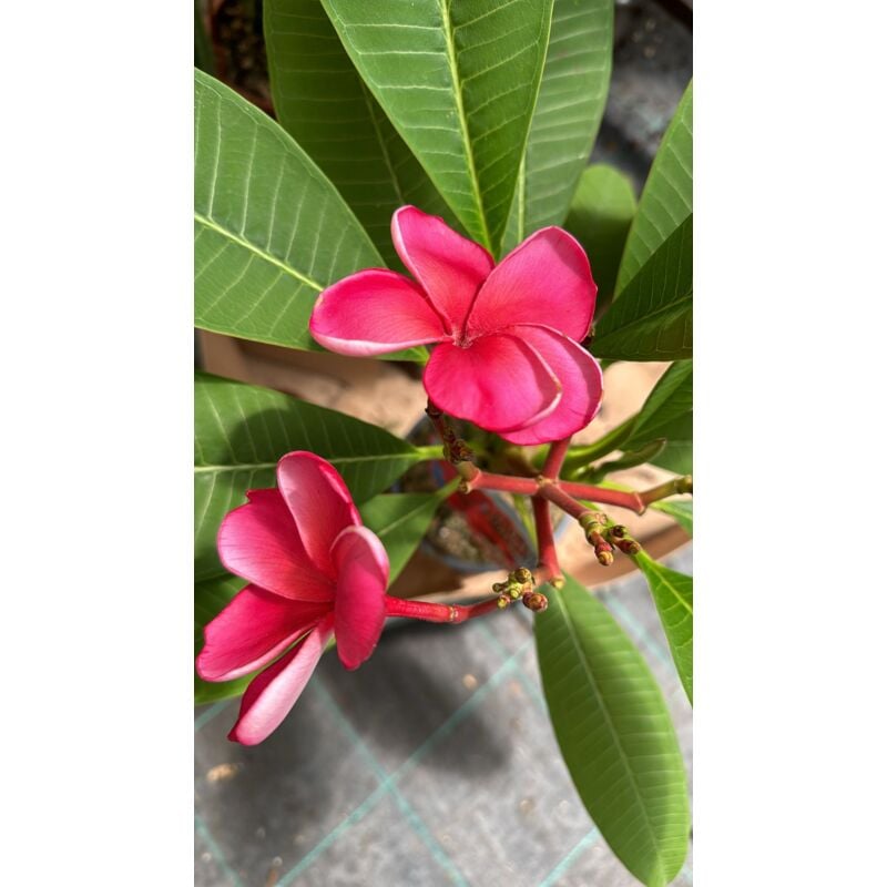 foto del prodotto vivaio garden forest plumeria waxy red, frangipane, h 60cm, foto reali