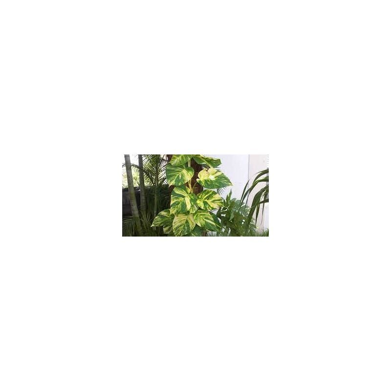foto del prodotto vivaio garden forest pothos pianta da interni vaso 18 foto reali potos, potus, photus pianta pendente