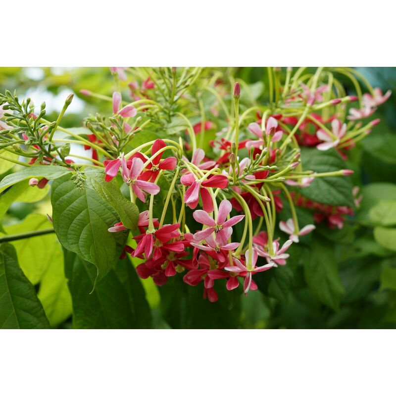 foto del prodotto vivaio garden forest quisqualis indica o combretum indicum, lonicera cinese, rangoon creeper foto reali rampicante