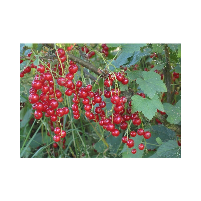 foto del prodotto vivaio garden forest ribes rosso ribes rubrum foto reali h 70cm