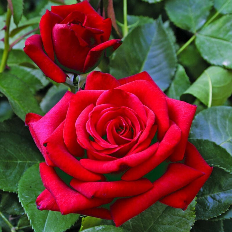 foto del prodotto vivaio garden forest rosa velvet alibi pianta di fiore fiori foto reali