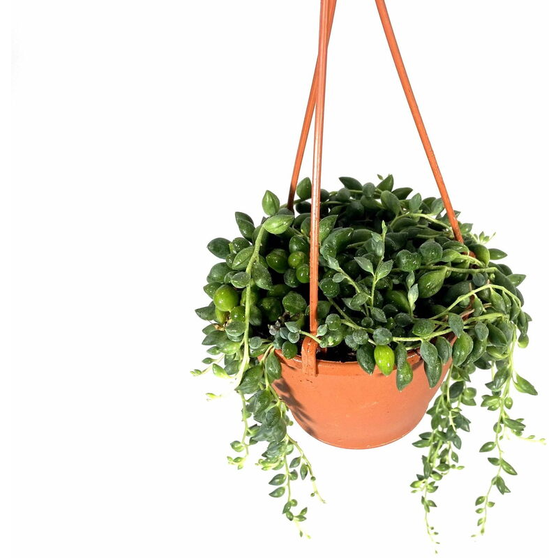 foto del prodotto vivaio garden forest senecio herreianus herreyanus pianta del rosario o collana di perle foto reali