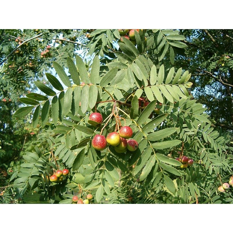 foto del prodotto vivaio garden forest sorbo domestico albero da frutto h 150cm 3 anni