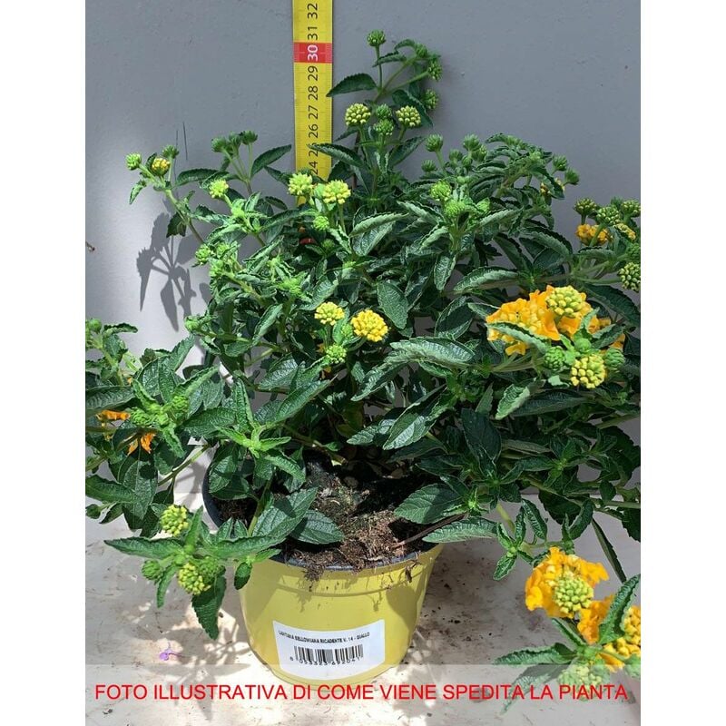 foto del prodotto vivaio garden forest stock lotto 10 lantana sellowiana gialla arancio pianta strisciante vaso 14 foto reali