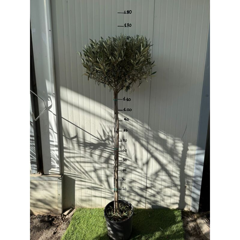 foto del prodotto vivaio garden forest ulivo olivo ad alberello ornamentale a palloncino foto reale h 150 cm vaso 24cm