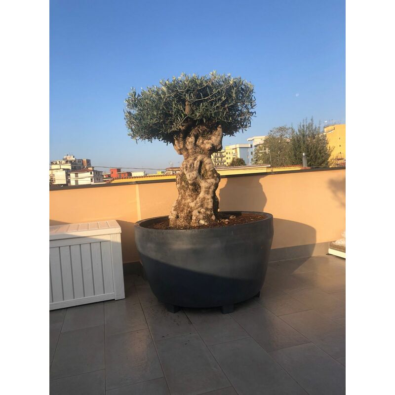 foto del prodotto vivaio garden forest vaso jumbo in resina da 122cm grigio antracite vaso, fioriera grande colore antracite