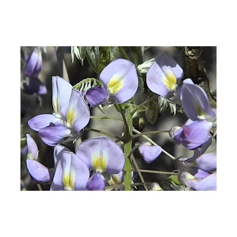 foto del prodotto vivaio garden forest wisteria floribunda issai naga glicine viola pianta rampicante