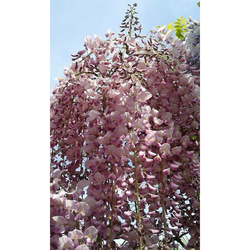 foto del prodotto vivaio garden forest wisteria floribunda rosea pianta glicine rosa rampicante h 190cm fiori