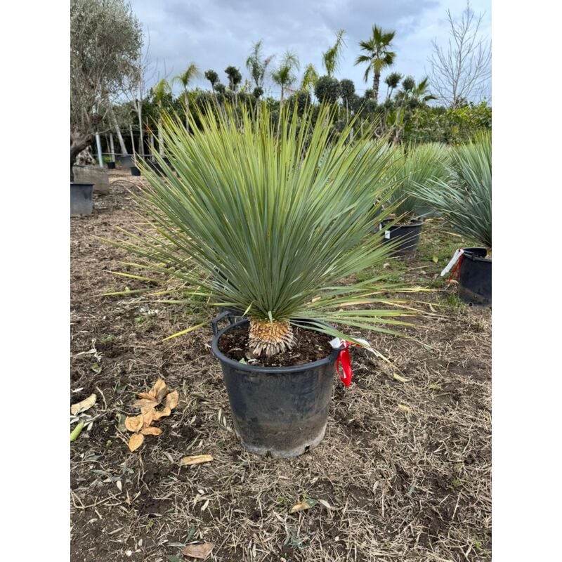 foto del prodotto vivaio garden forest yucca rostrata vaso 40cm h 100cm foto reali