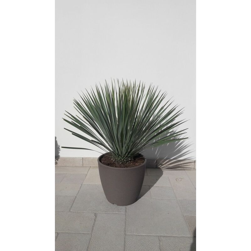 foto del prodotto vivaio garden forest yucca rostrata vaso 40cm h 80cm foto reali vaso incluso piante grasse