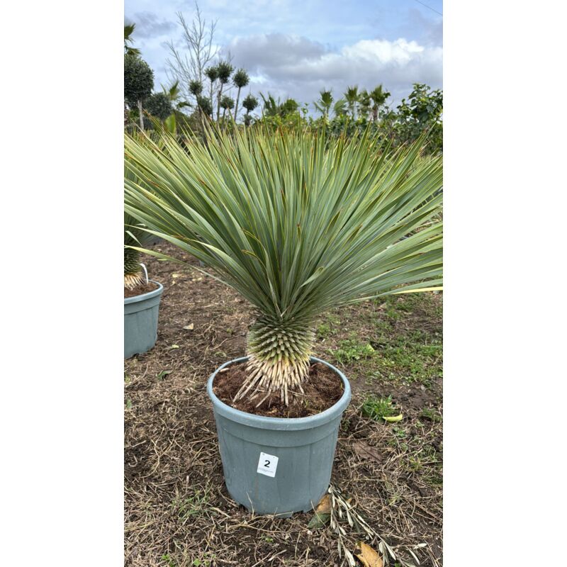 foto del prodotto yucca rostrata vaso 45cm h tronco 30cm foto reali
