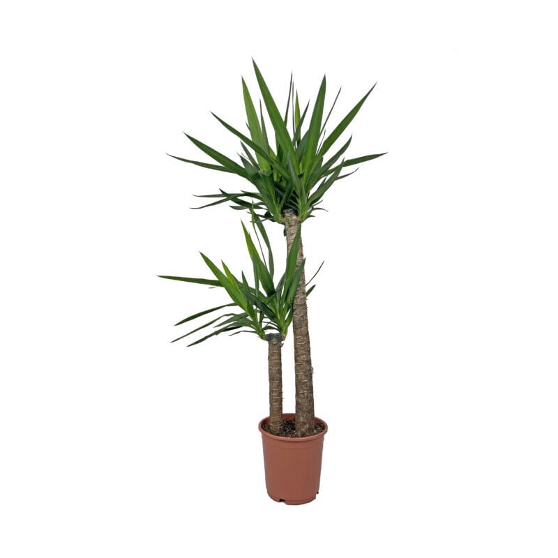 foto del prodotto yucca tronchetto della felicit piante vere grasse succulente da interni pianta ornamentale da appartamento h 135 145 cm vaso 24 cm