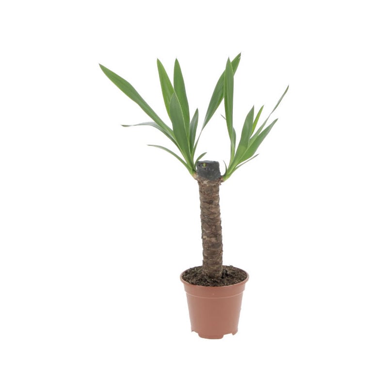 foto del prodotto yucca tronchetto della felicit piante vere grasse succulente da interni pianta ornamentale da appartamento h 80 90 cm vaso 19 cm