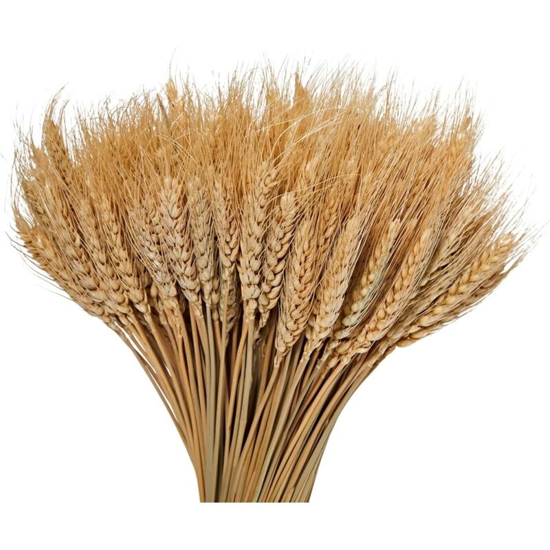 foto del prodotto zvd 100 pezzi di grano essiccato naturale per decorazione colore primario 40 cm